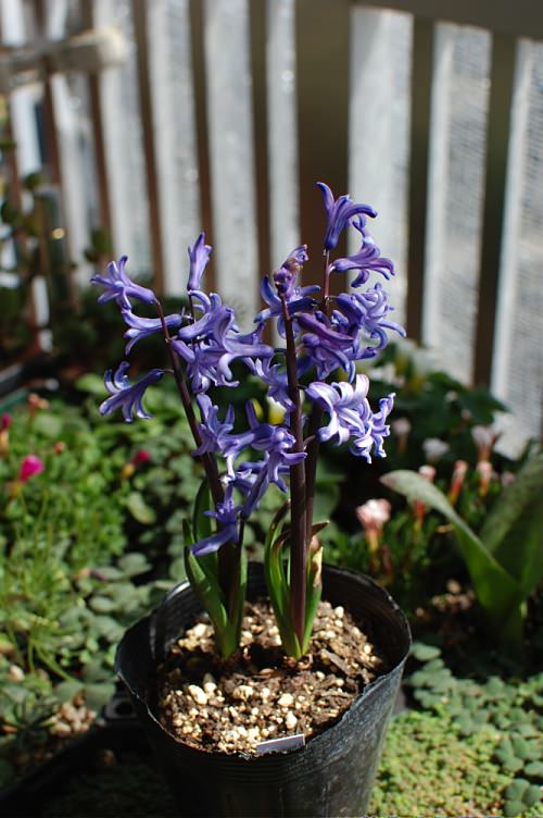 Hyacinthus 'Anastasia'