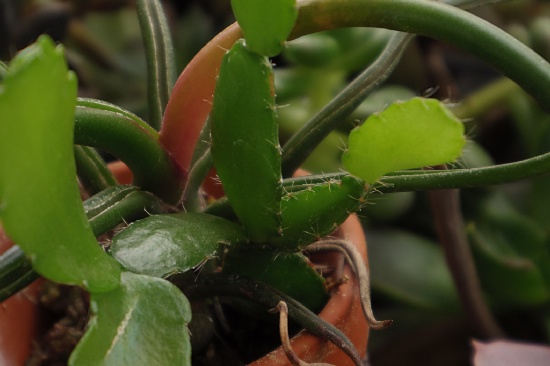 Schlumbergera bridgesii (crab cactus) カニバサボテン＆Tillandsia bulbosa