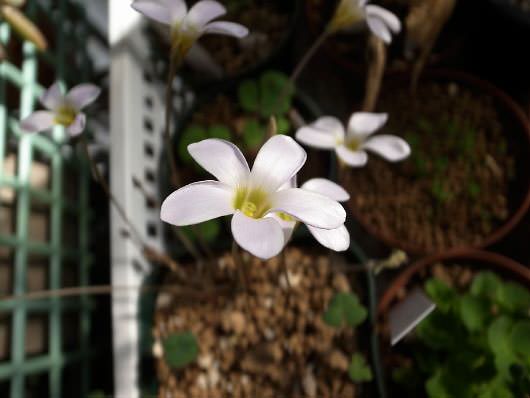 Oxalis pocockiae オキザリス・ポコキアエの花