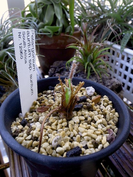 Pelargonium auritum ssp. auritum