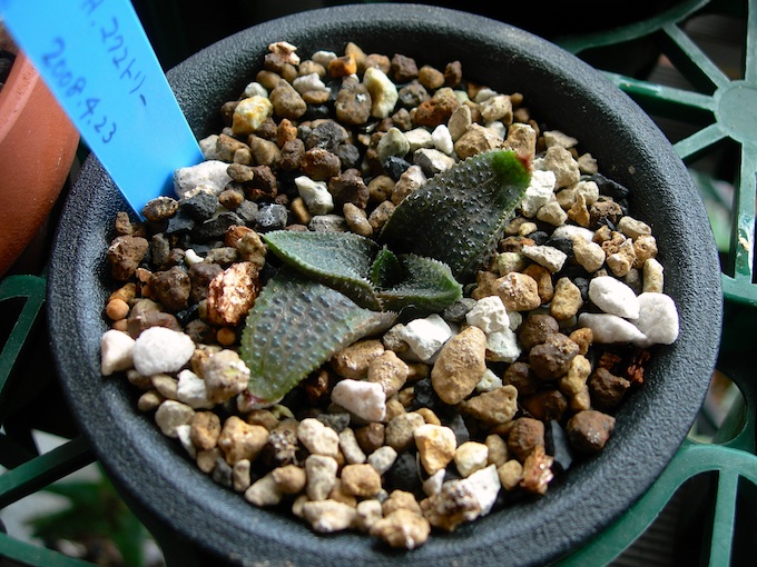 マクマトリー Haworthiopsis/Haworthia koelmaniorum var. mcmurtryi