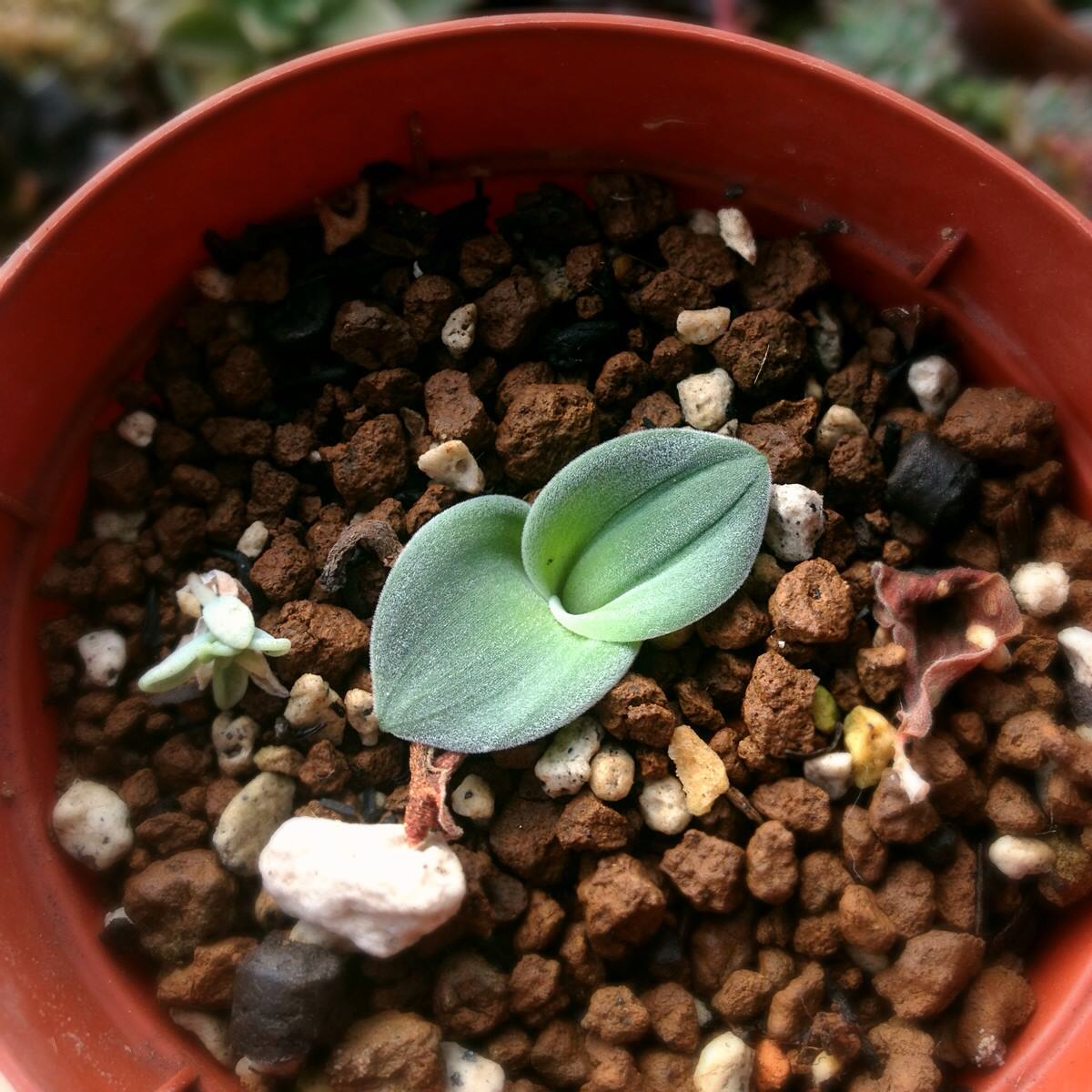 Drimia platyphylla