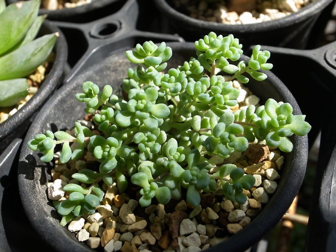Sedum dasyphyllum var. granduliferum ダシフィルム変種グランジュリフェルム 2012年