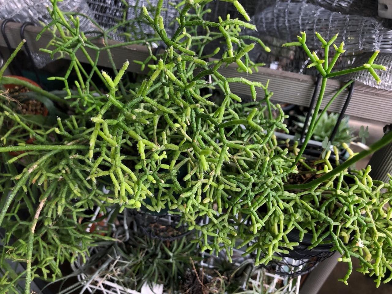 Rhipsalis cereuscula , Rhipsalis simmleri