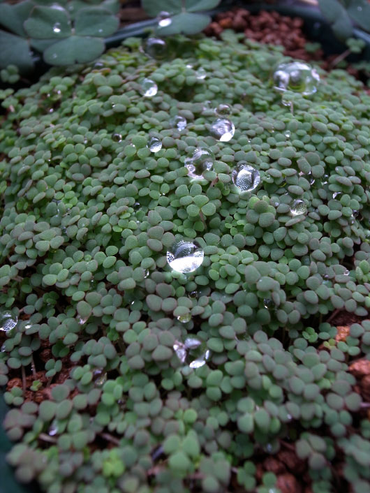 Waterdrops on Oxalis' leaves