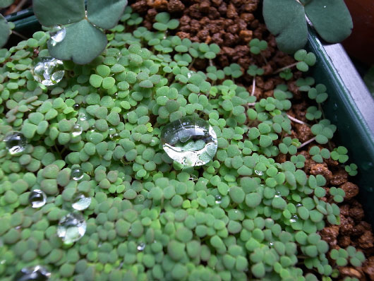 Waterdrops on Oxalis' leaves