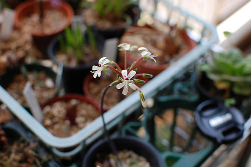 Pelargonium vinaceum