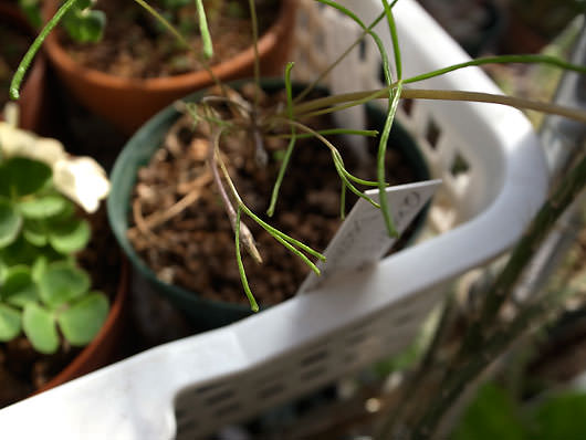 Oxalis phloxidiflora (Clanwilliam)