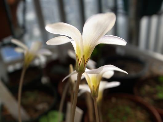 Oxalis pocockiae オキザリス・ポコキアエ 白花
