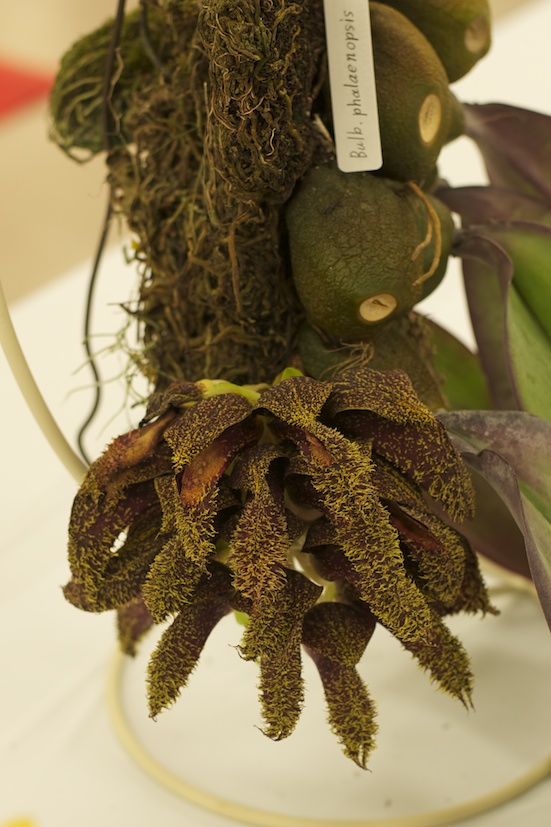 らん展 Bulb. phalaenopsis