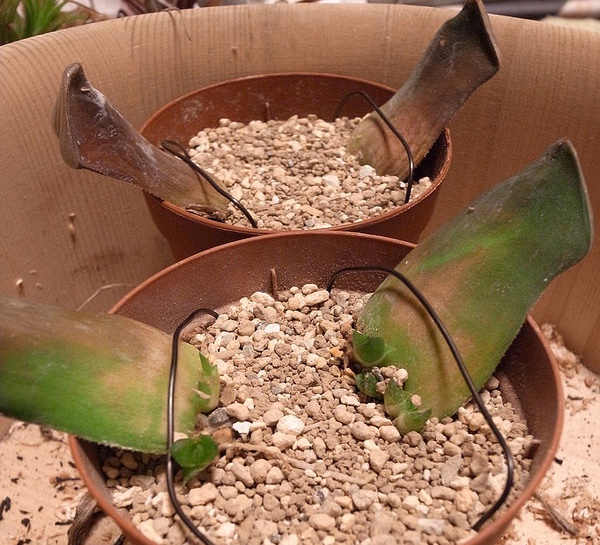 2012年4月12日、コレクタの葉挿しの鉢上げ