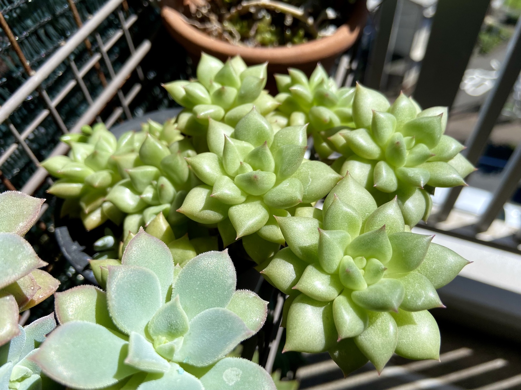 エケベリア・ヴァンケッペル／アイボリー10周年（Echeveria 'J.C. Van