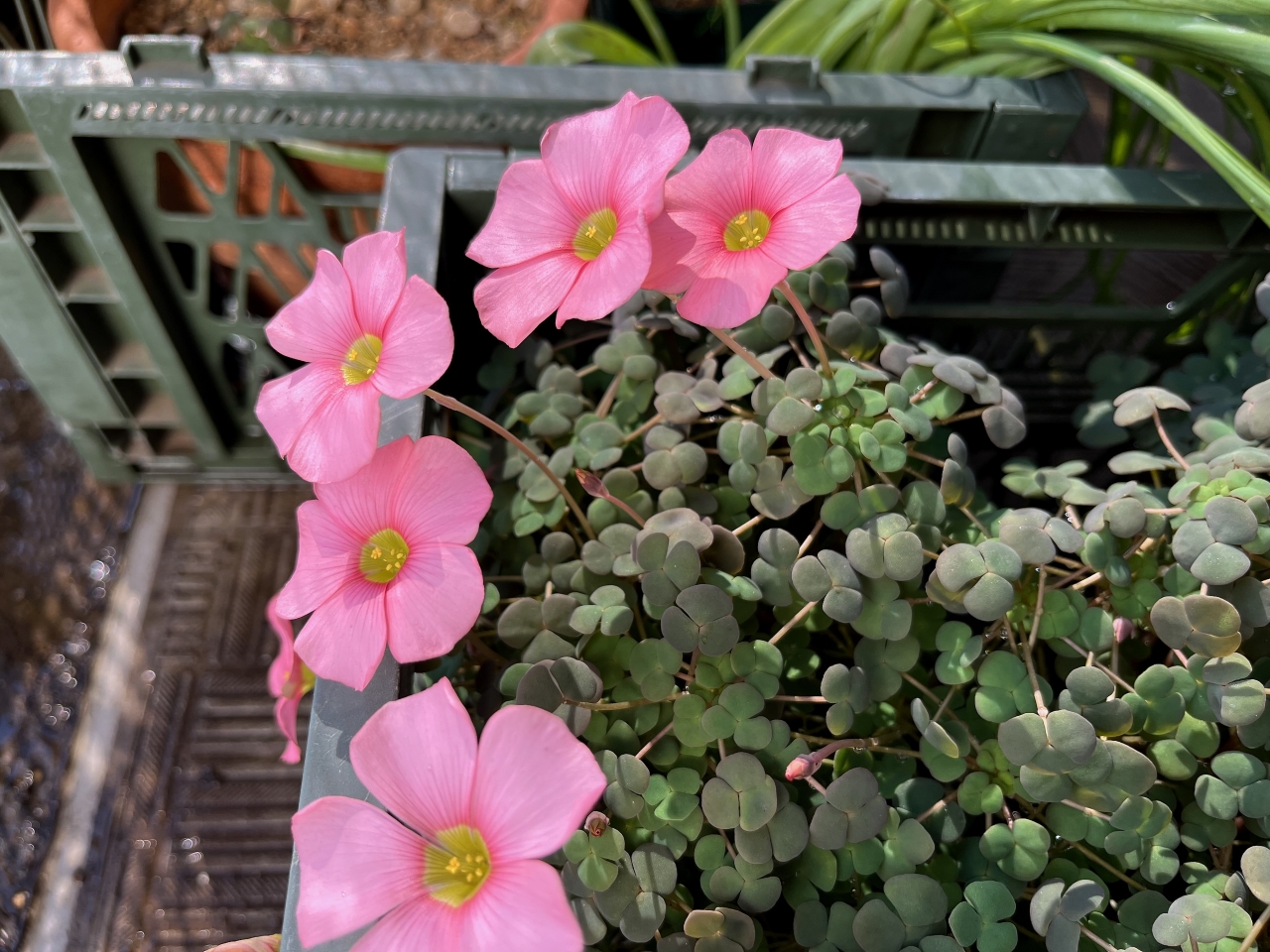 Thumbnail of post image 116