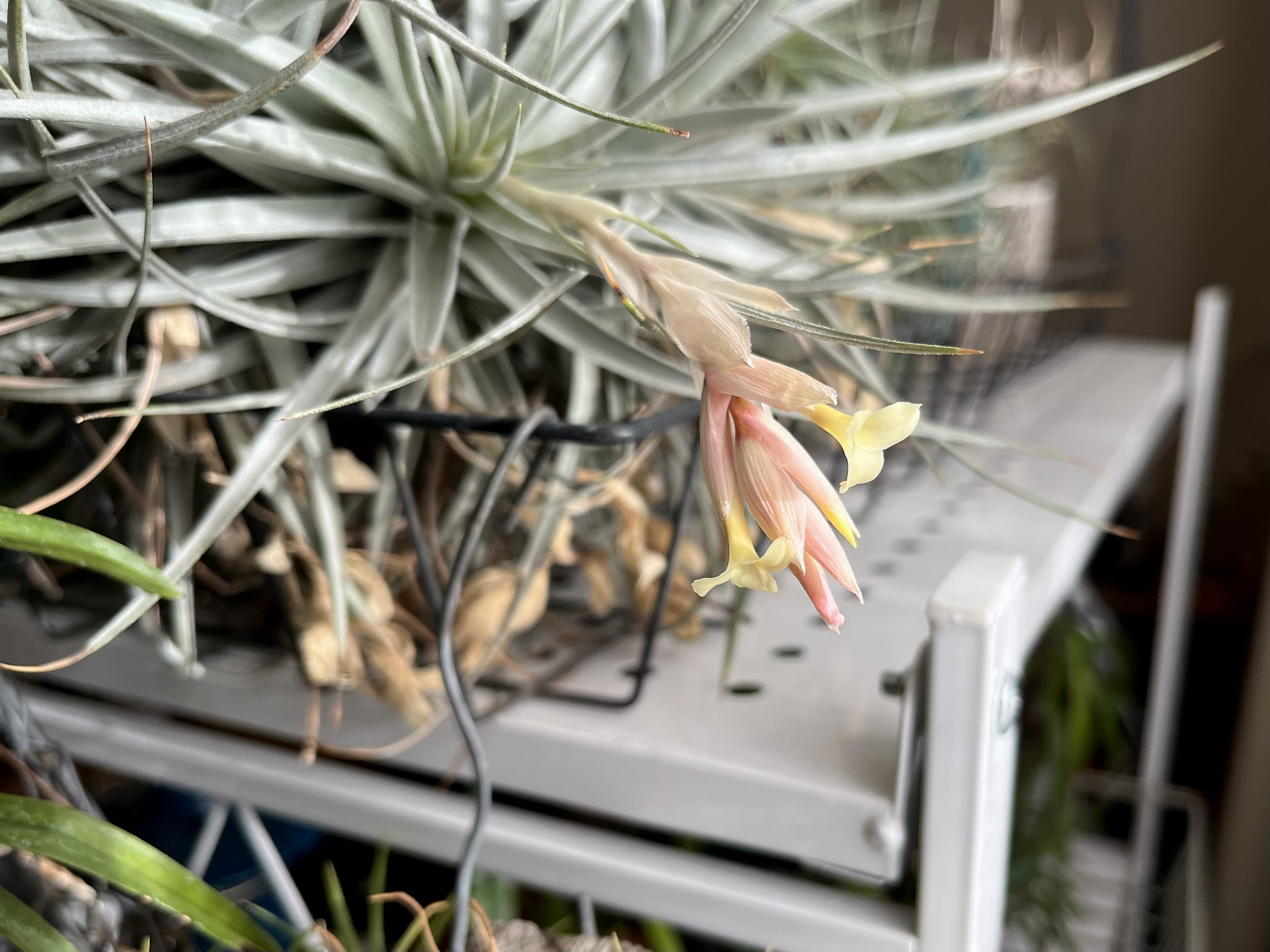 Thumbnail of new posts 162