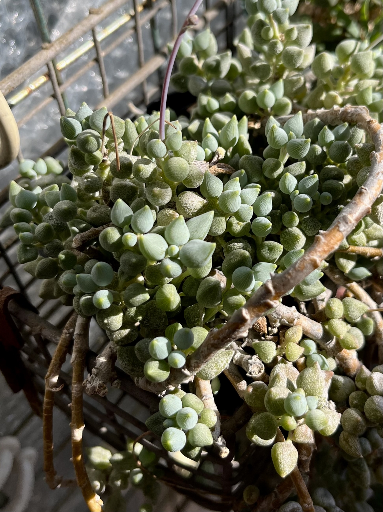 Thumbnail of post image 130