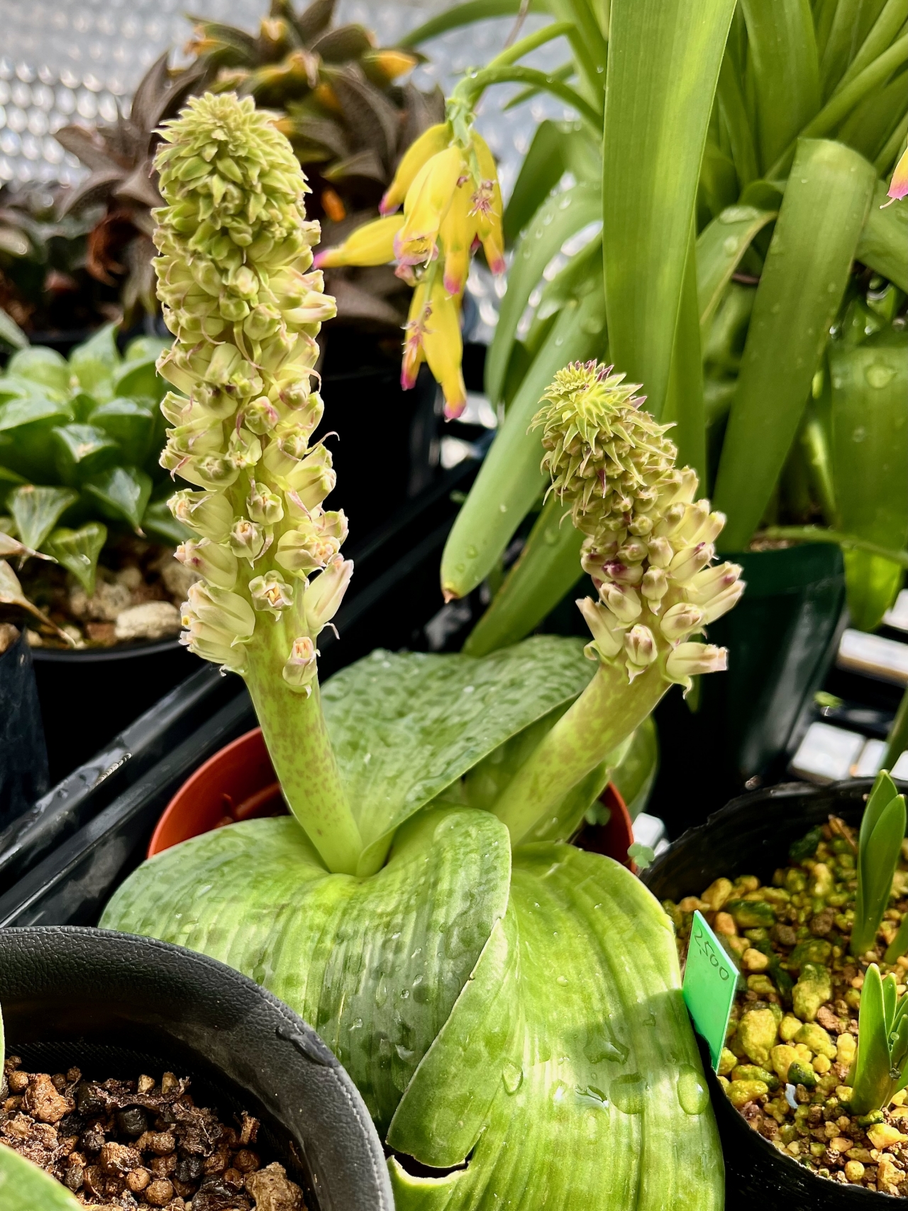 Lachenalia carnosa