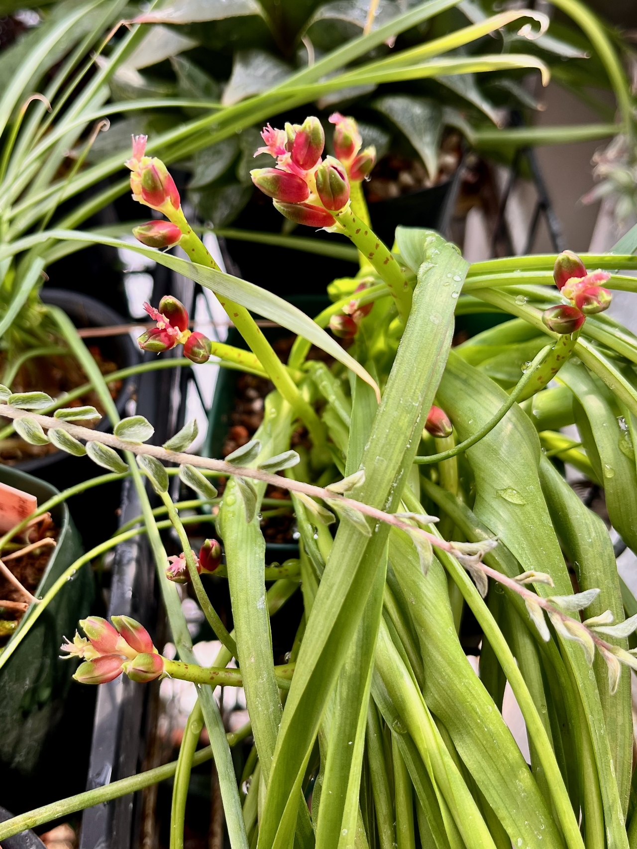 Lachenalia aloides var. quadricolor