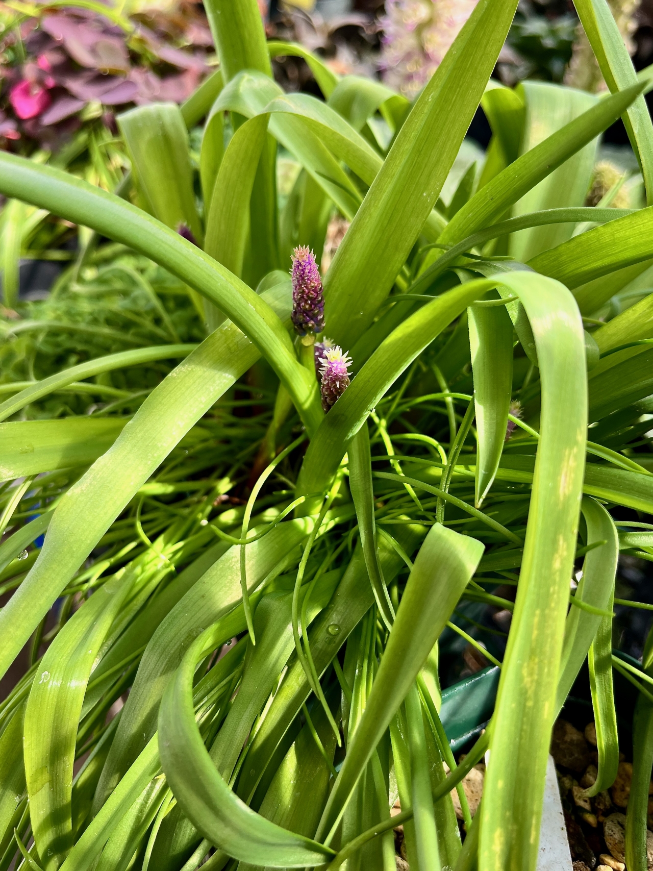 Lachenalia mutabilis