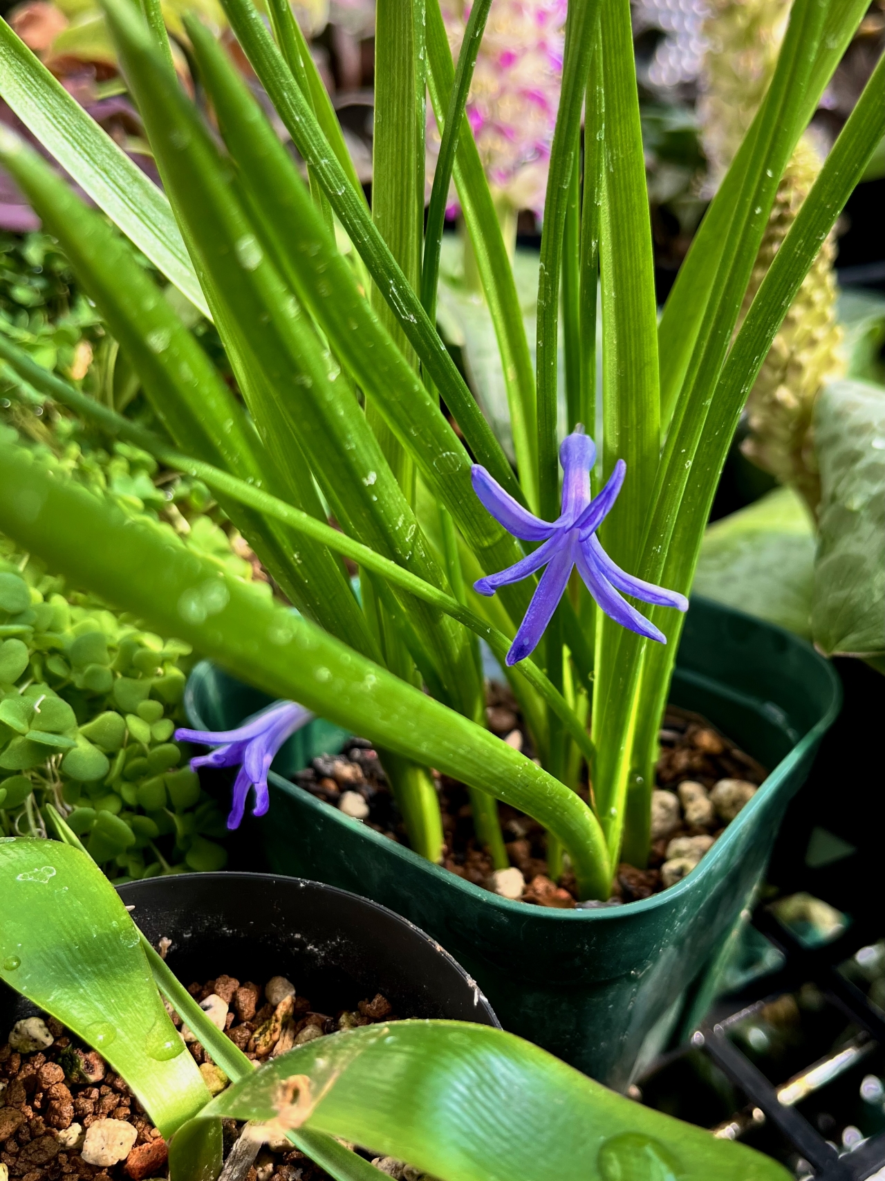 Hyacinthus orientalis var. albulus